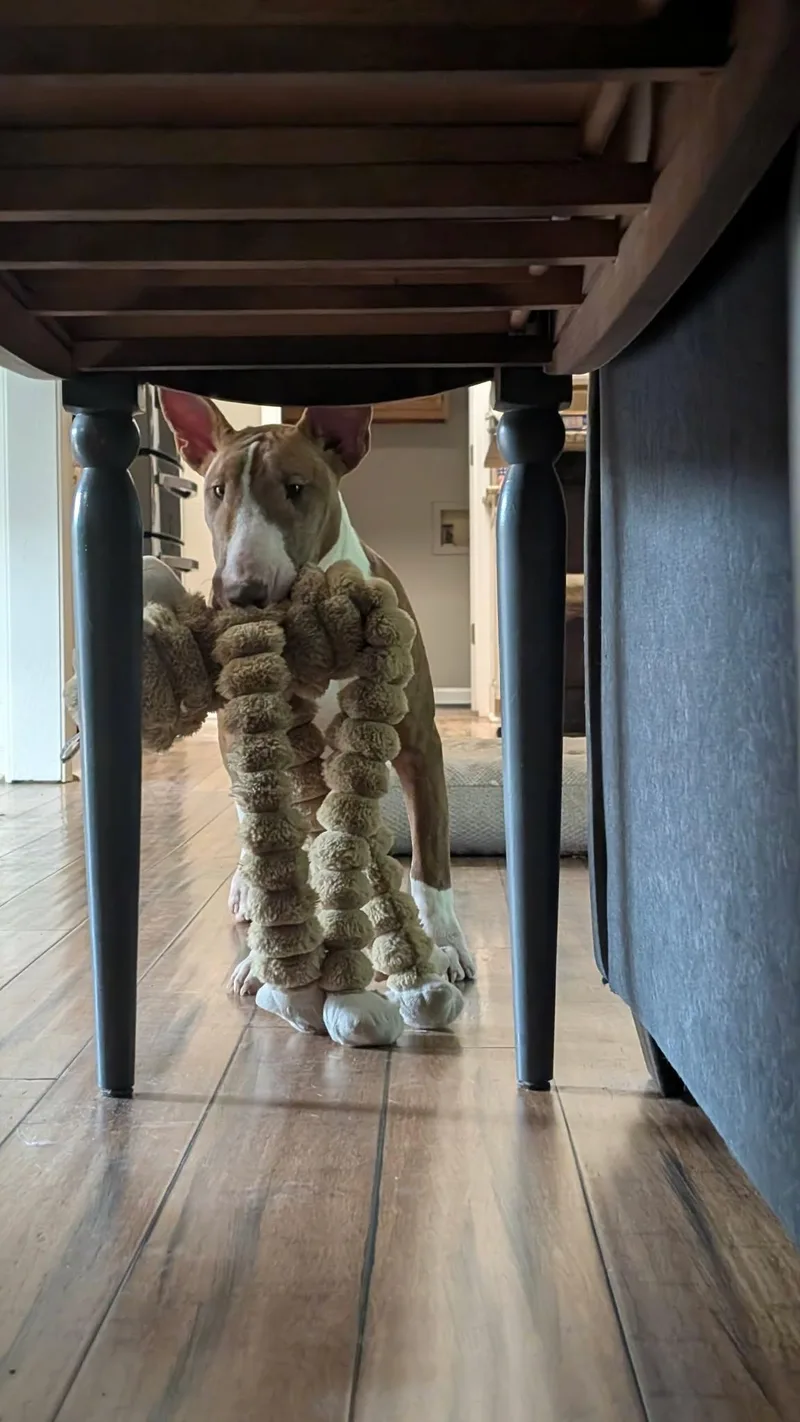 A young large-sized female Bull Terrier dog named Bella AB for adoption in New York, NY