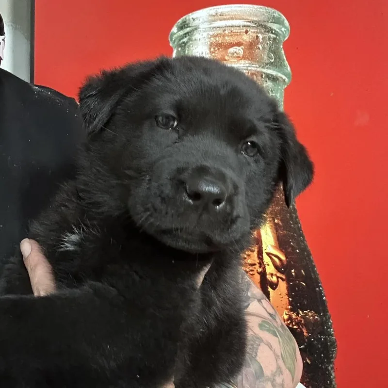 A baby large-sized female Black Border Collie dog named Tiffany for adoption in Point Richmond, CA