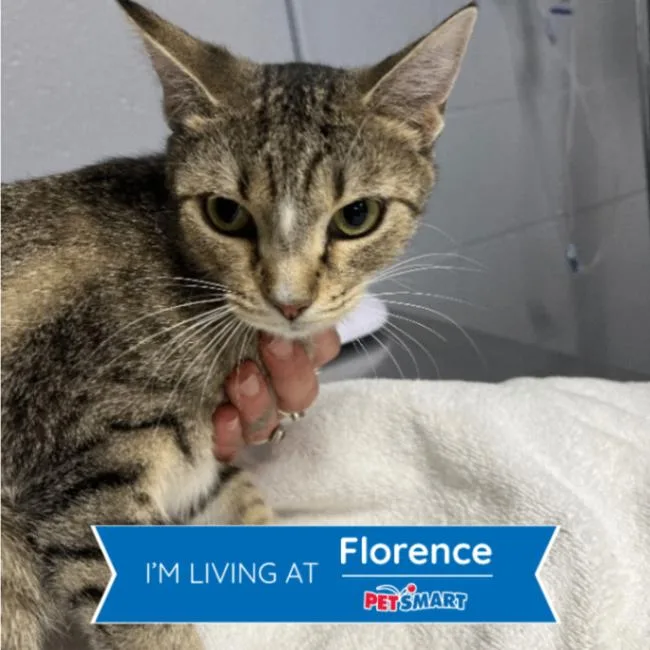A young medium-sized female Tabby (Brown / Chocolate) Domestic Short Hair cat named Wyvern for adoption in Cincinnati, OH