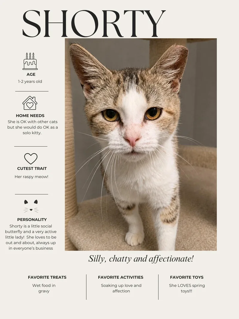 A senior medium-sized female Domestic Short Hair cat named Shorty for adoption in Kenhorst, PA