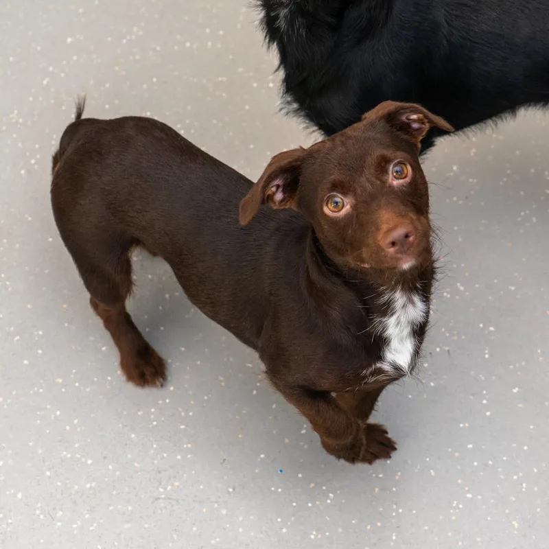 Egg Drop Soup thumbnail 2