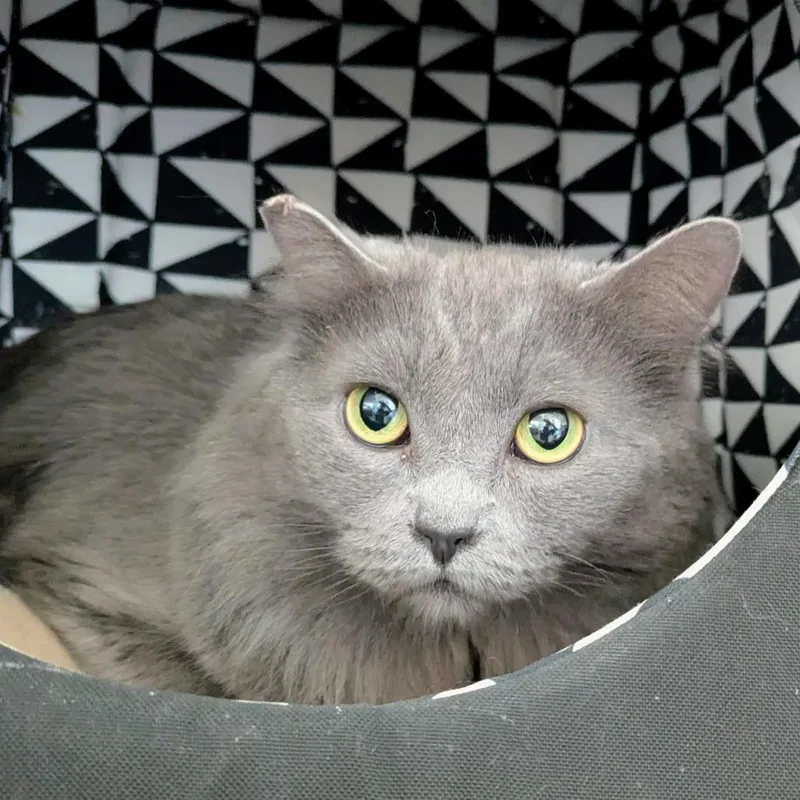 Lulu