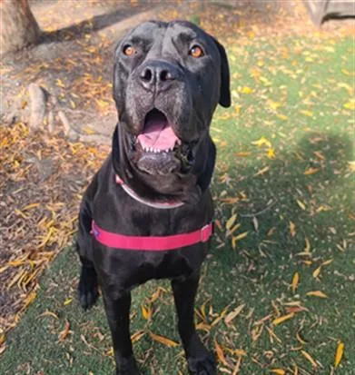 A young large-sized female Cane Corso dog named Iris for adoption in Hayward, CA