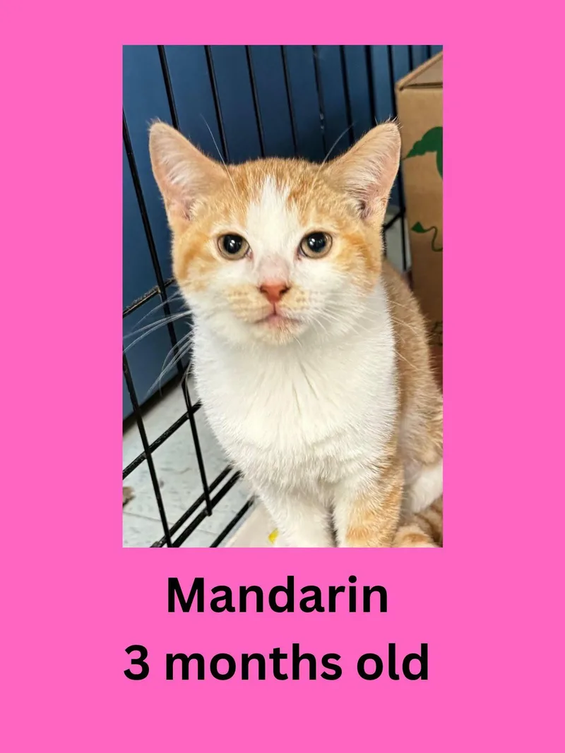 A baby small-sized female Orange & White Domestic Short Hair cat named Mandarin for adoption in Ravenna, OH