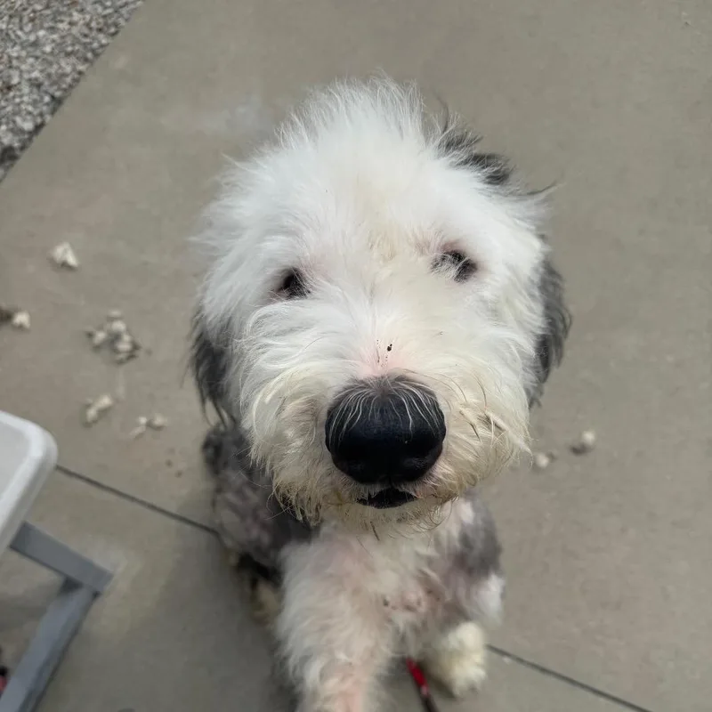 An adult large-sized male Standard Poodle dog named Frankie for adoption in Shelbyville, IL