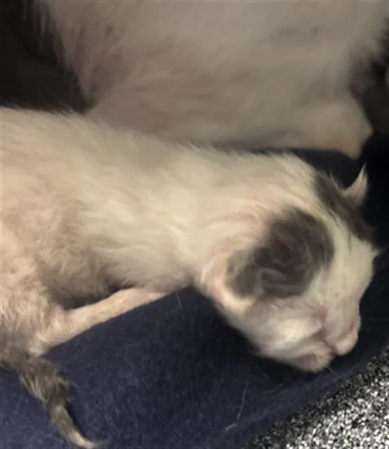 A baby medium-sized male Domestic Short Hair cat named Nimbus for adoption in Dallas, TX