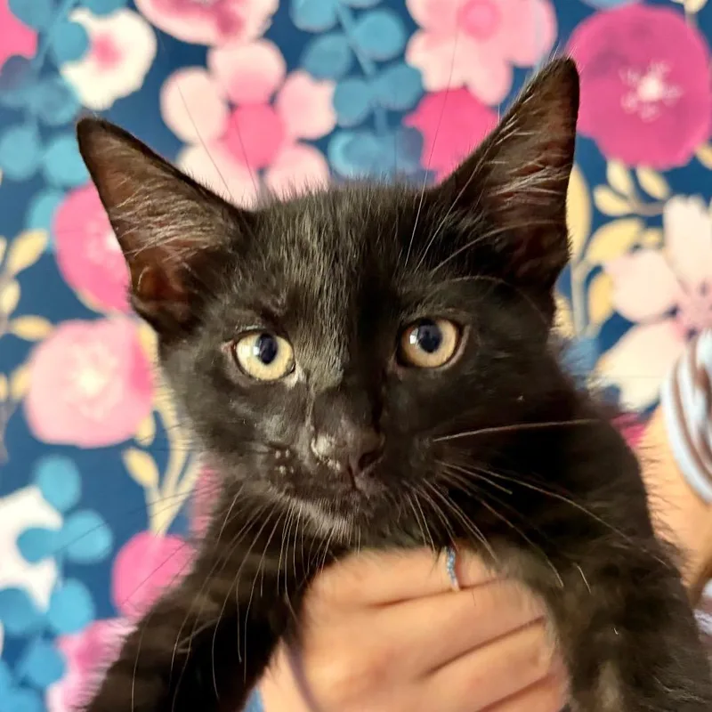 A baby small-sized male Black Domestic Short Hair cat named Fudge for adoption in Durham, NC