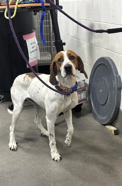 An adult medium-sized female Beagle dog named Maizie for adoption in Upper Marlboro, MD