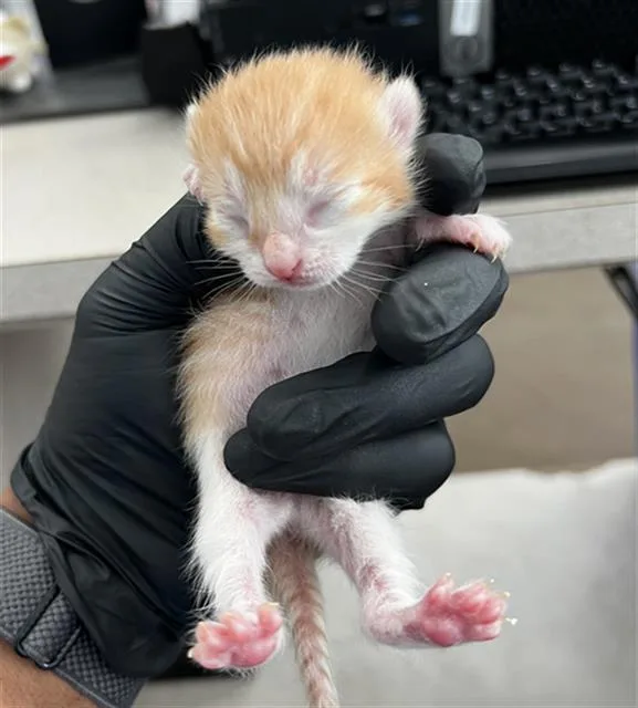 A baby medium-sized female Domestic Medium Hair cat named Cinnamon for adoption in Dallas, TX