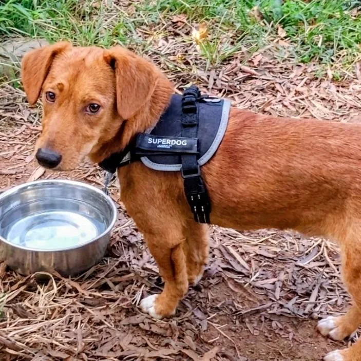A young small-sized male Brown / Chocolate Dachshund dog named Gadget for adoption in Wake Forest, NC