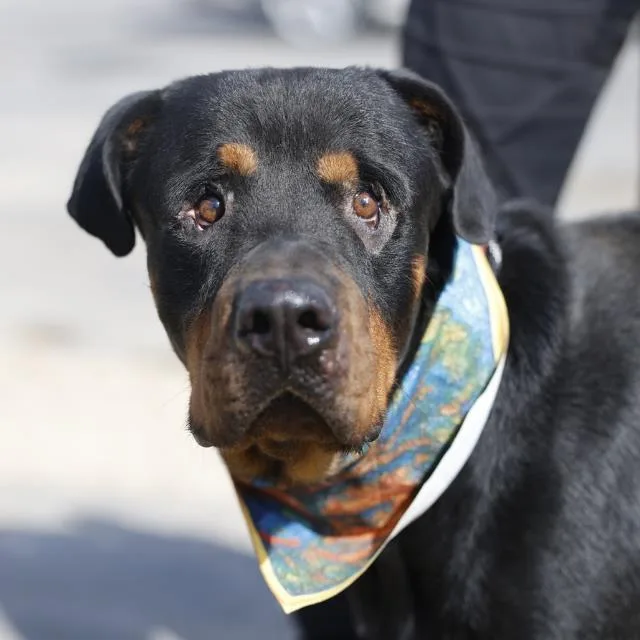 A young large-sized male Rottweiler dog named Zuko for adoption in San Antonio, TX