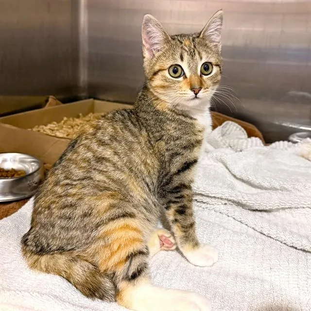 A young small-sized female Domestic Short Hair cat named Munchkin for adoption in Long Beach, CA