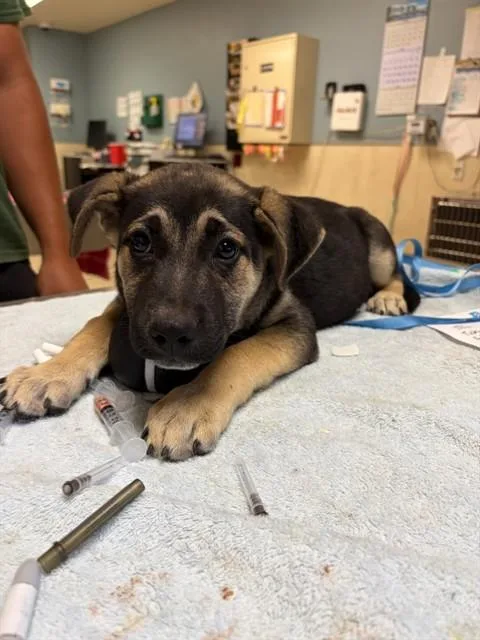 A baby small-sized male German Shepherd Dog dog named Bubby for adoption in Riverside, CA