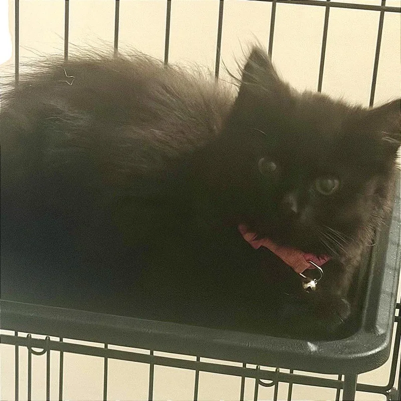 A baby small-sized female Black Domestic Short Hair cat named Vault Of Night for adoption in Fredericksburg, VA