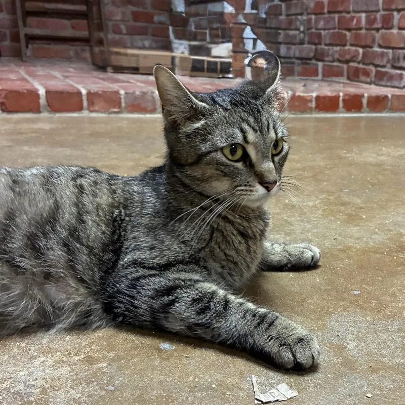 A young medium-sized female Gray / Blue / Silver American Shorthair cat named Latte for adoption in Ponca City, OK