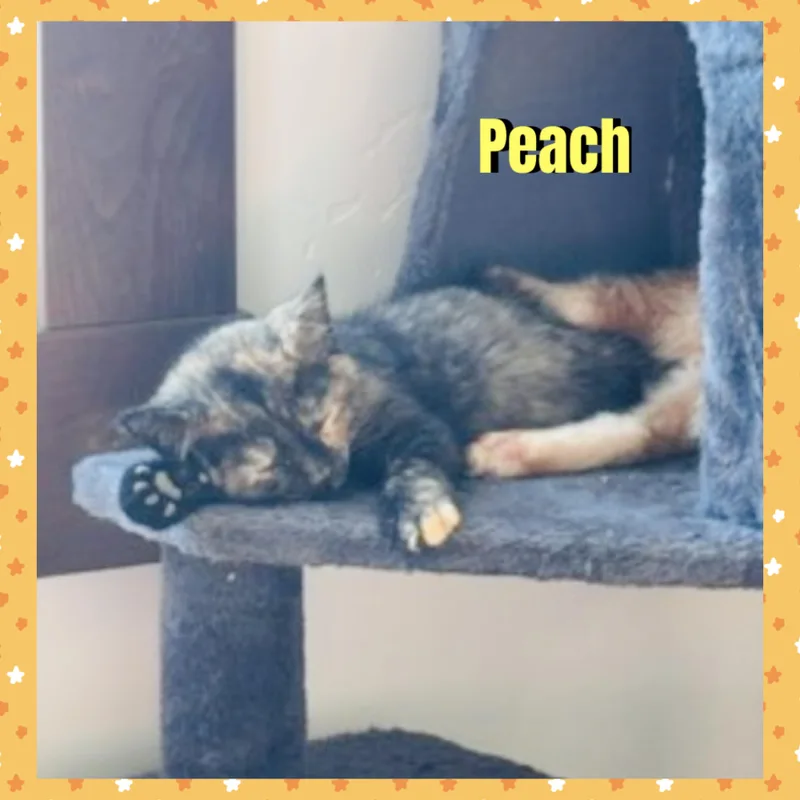 A baby medium-sized female Tortoiseshell Domestic Short Hair cat named Peach for adoption in Red Lodge, MT