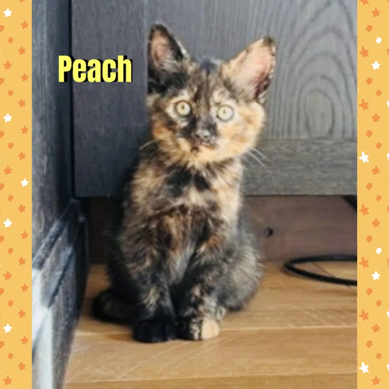 Peach thumbnail 2
