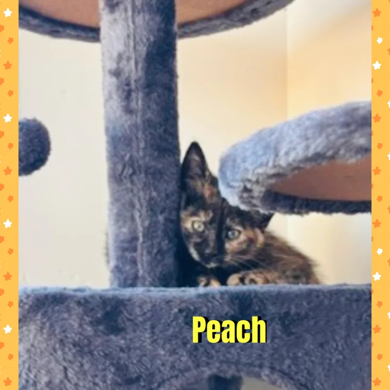 Peach thumbnail 3