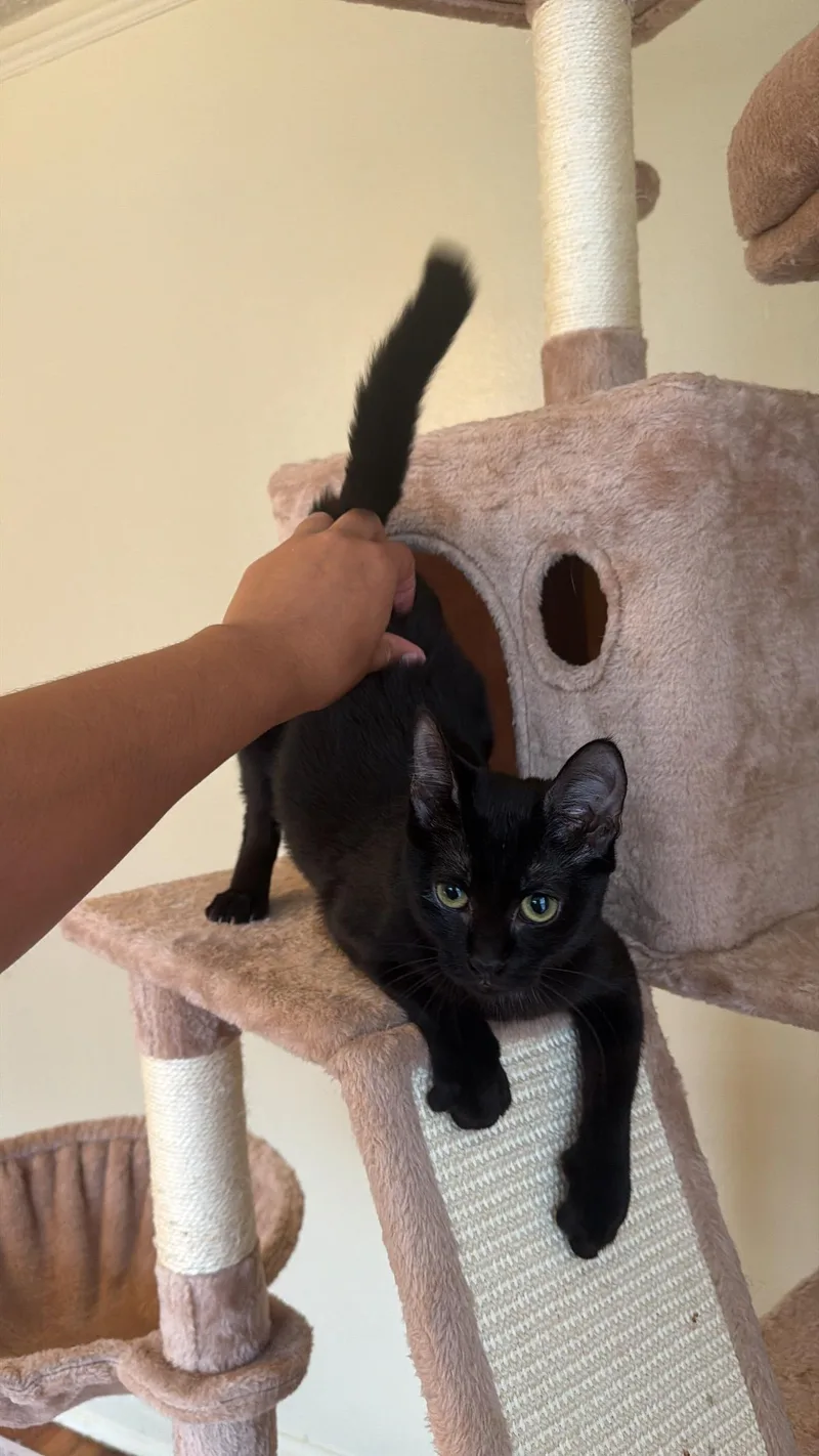A baby medium-sized female Black Domestic Short Hair cat named Dolly for adoption in New York, NY