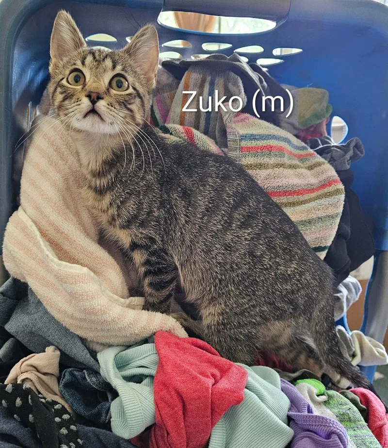 Zuko