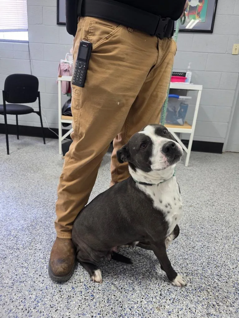 An adult medium-sized female Pit Bull Terrier dog named Oreo for adoption in Holbrook, AZ