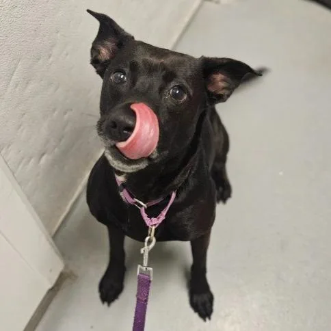 An adult medium-sized female Cattle Dog dog named Riley Rose for adoption in Barron, WI