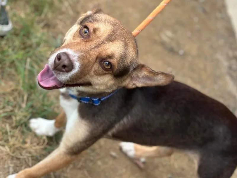 An adult medium-sized male Terrier dog named Max for adoption in Waverly, NY