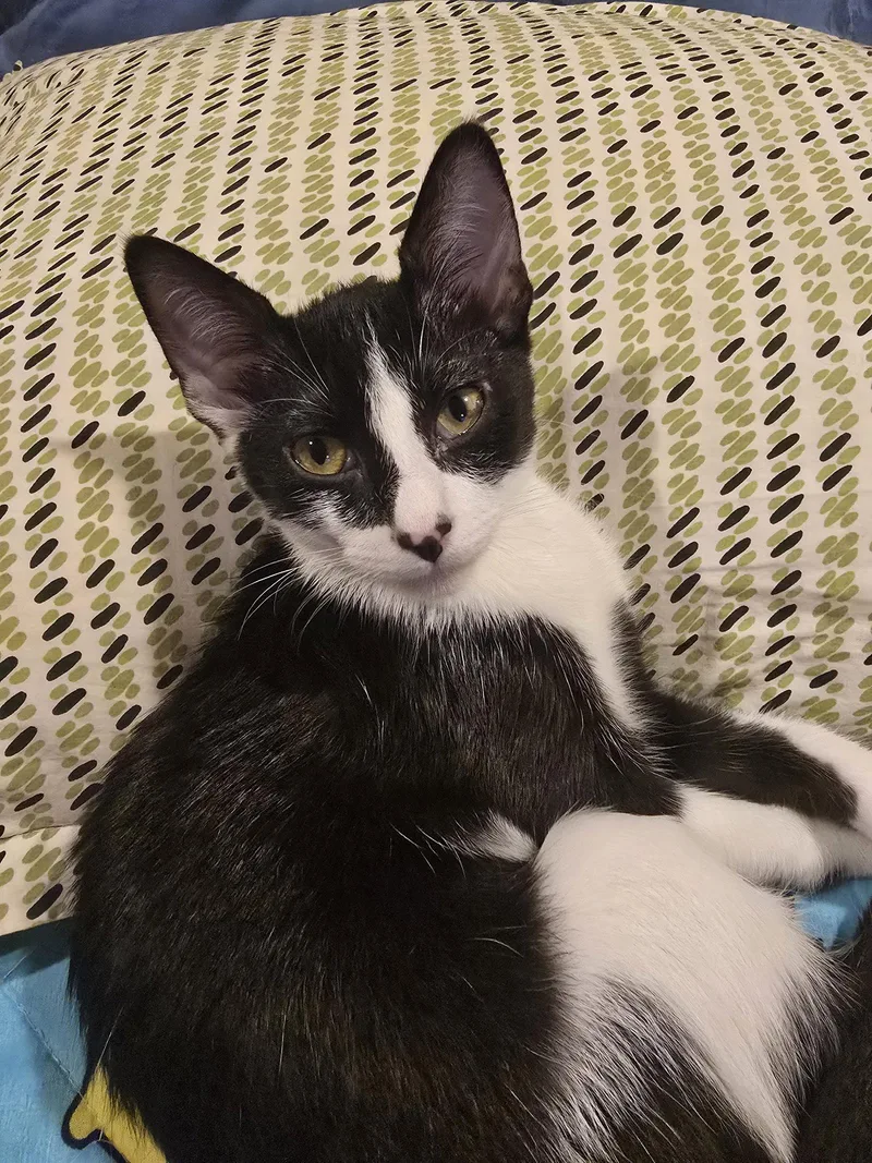 A baby medium-sized male Black & White / Tuxedo Domestic Short Hair cat named Bowie for adoption in Glendale, AZ