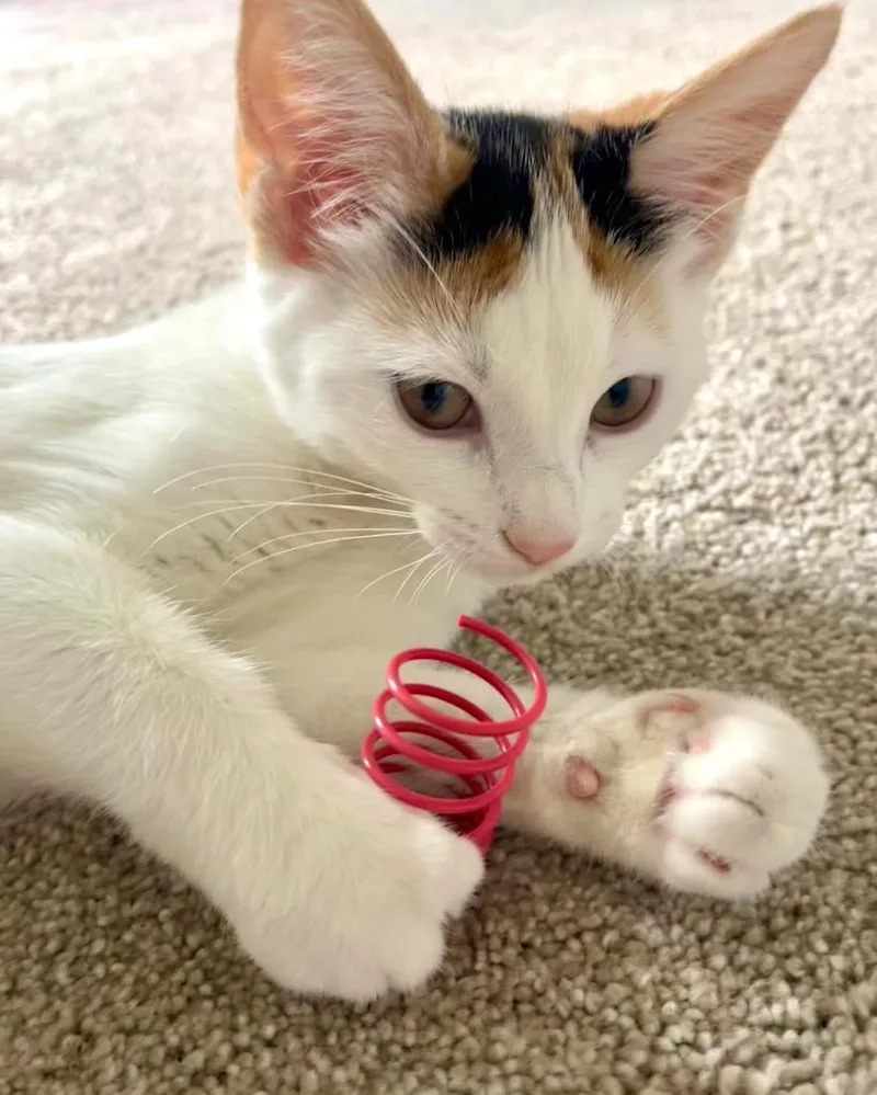 A baby medium-sized female Calico Domestic Short Hair cat named Opal for adoption in Farmington Hills, MI