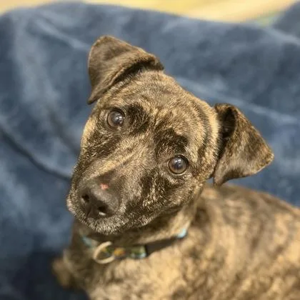 A young small-sized male Dachshund dog named Chiquito for adoption in Sacramento, CA