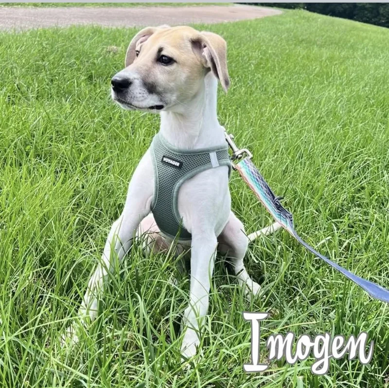 A baby medium-sized female White / Cream Labrador Retriever dog named Imogen for adoption in Kannapolis, NC