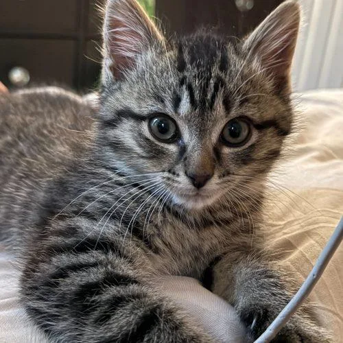 A baby small-sized male Tabby (Brown / Chocolate) Domestic Medium Hair cat named Pascal for adoption in Toms River, NJ