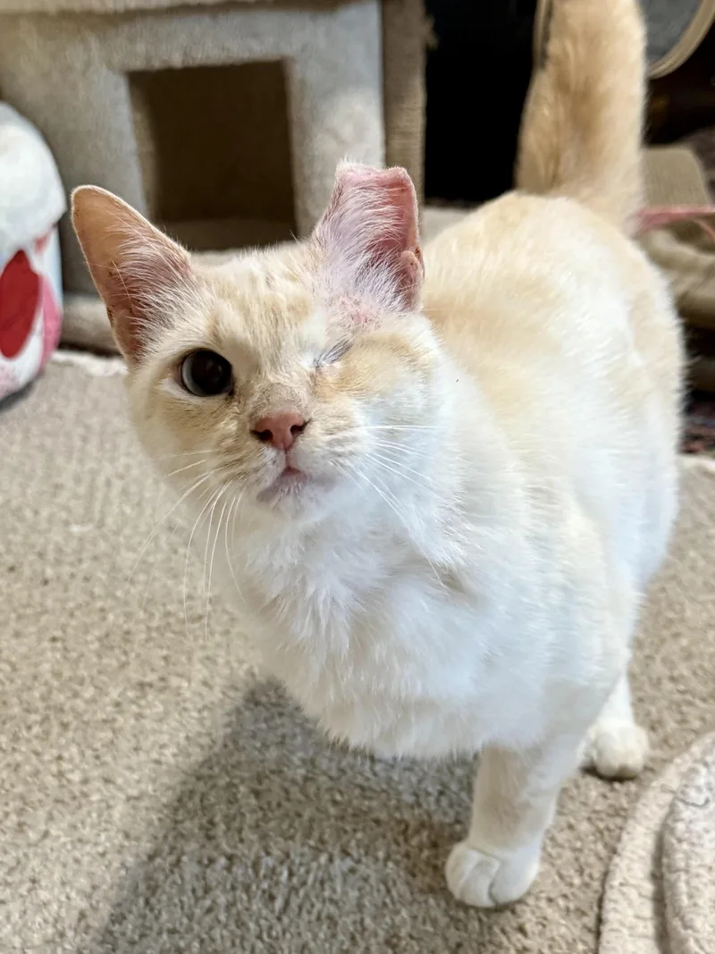 A young large-sized female Domestic Medium Hair cat named Snow Pea for adoption in Clayton, NC
