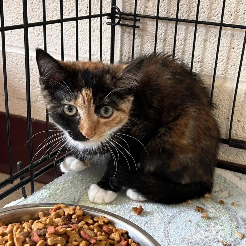 A baby small-sized female Black Domestic Short Hair cat named Faline for adoption in Waynesboro, PA