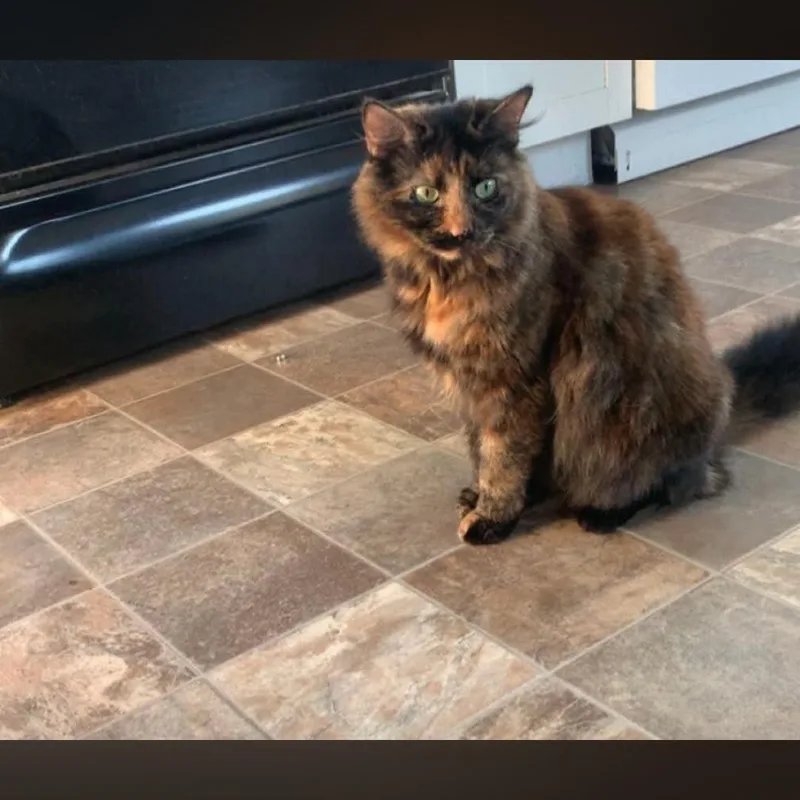 An adult medium-sized female Tortoiseshell Domestic Long Hair cat named Lilly for adoption in Logan, OH