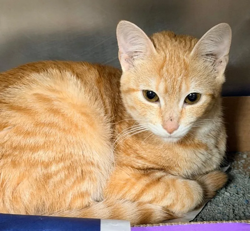 A baby medium-sized female Domestic Short Hair cat named Sunoco for adoption in Cincinnati, OH