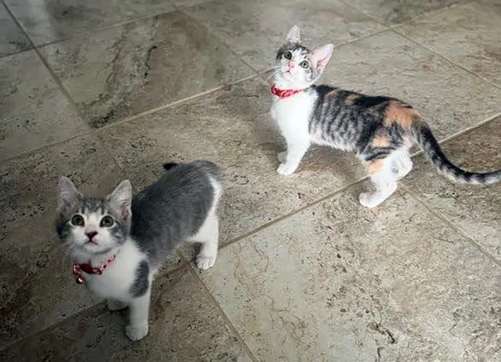 A young medium-sized female Domestic Short Hair cat named Gretchen and Cady for adoption in Long Beach, CA