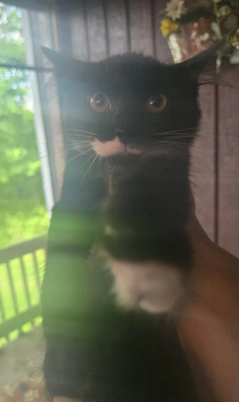 A baby large-sized male Black & White / Tuxedo Domestic Long Hair cat named "I tawt I taw for adoption in Elizabeth, PA