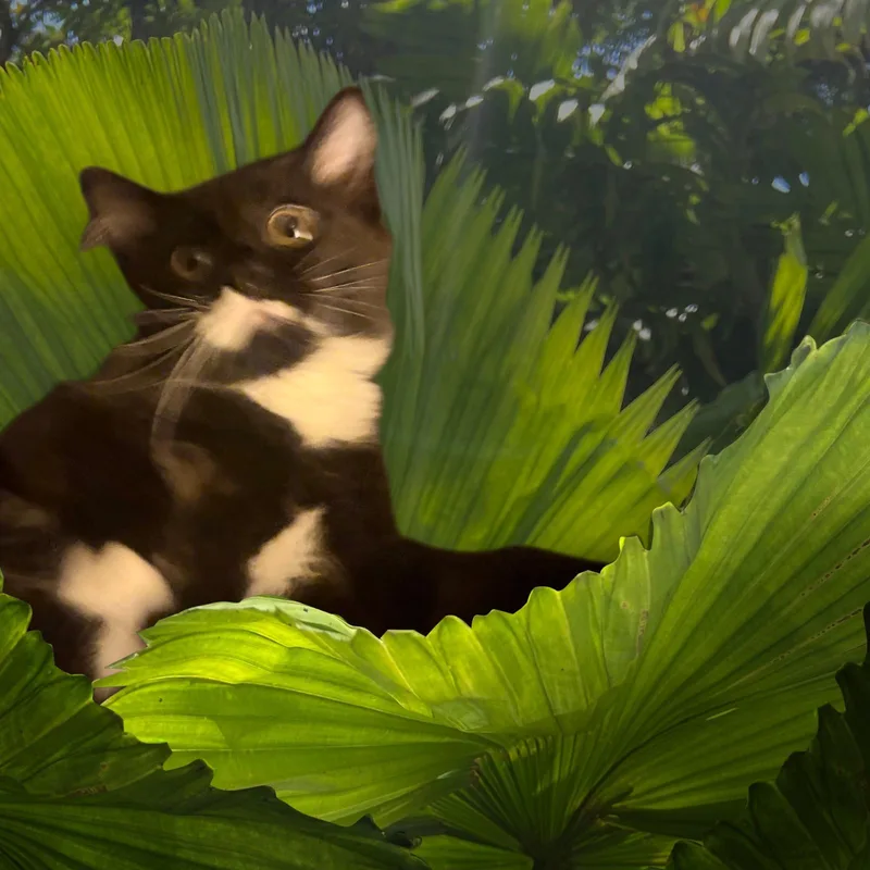 "I tawt I taw thumbnail 3