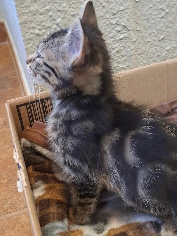 A young medium-sized female Brown / Chocolate Domestic Short Hair cat named Little One for adoption in Fort Collins, CO