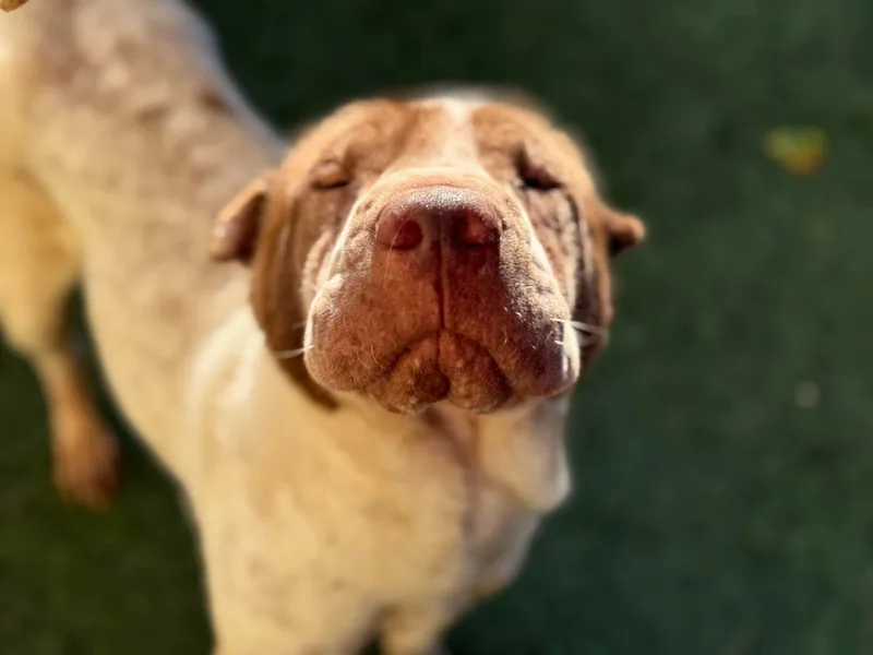 Prosciutto thumbnail 2