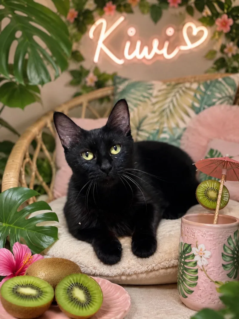 A young medium-sized female Black Domestic Short Hair cat named Kiwi for adoption in Magnolia, TX