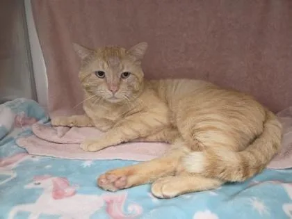 An adult large-sized male Orange / Red Domestic Short Hair cat named Moomoo for adoption in Kansas City, MO