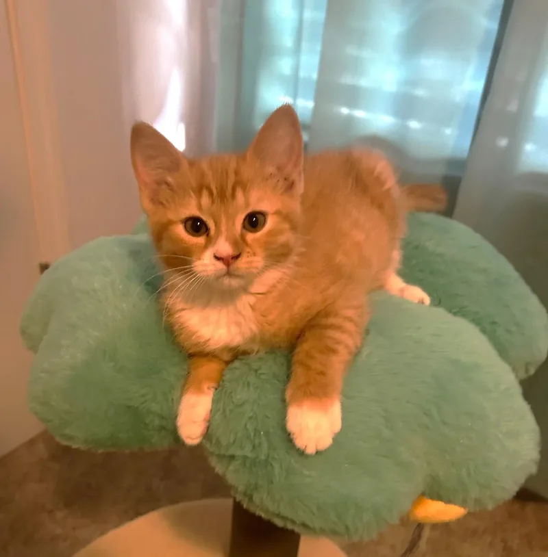 A baby medium-sized female Orange & White Domestic Short Hair cat named Janeway for adoption in Rossville, TN