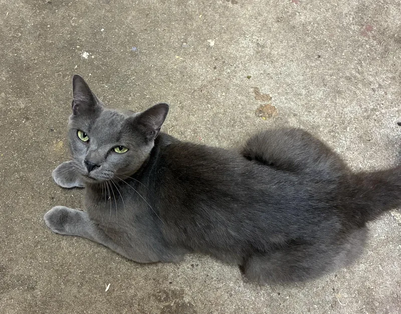 An adult medium-sized male Gray / Blue / Silver Domestic Short Hair cat named Stewart for adoption in HARTFORD, AL