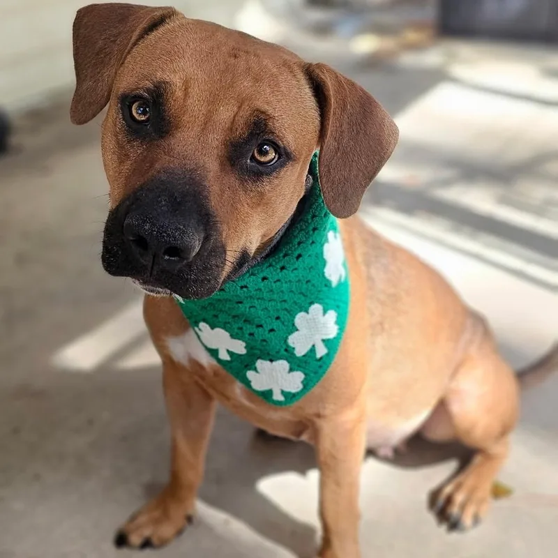 A young medium-sized female Merle (Red) Mixed Breed dog named Willow for adoption in BONIFAY, FL