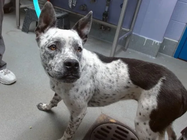 A young small-sized male Pit Bull Terrier dog named Draco for adoption in Albuquerque, NM