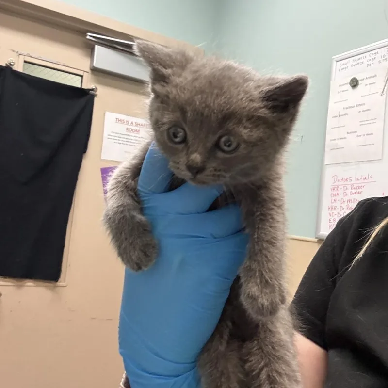 A baby small-sized female Domestic Short Hair cat named Fiona for adoption in Tacoma, WA