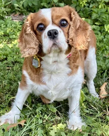 An adult medium-sized female Cavalier King Charles Spaniel dog named Torri for adoption in Malvern, PA