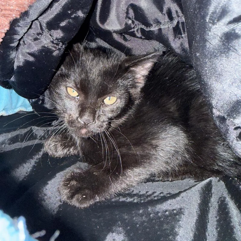 Luci